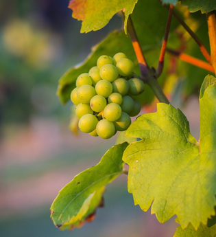 Weingut Albrecht-Gurrath | © © Heilbronn Marketing GmbH/Timo Haberl
