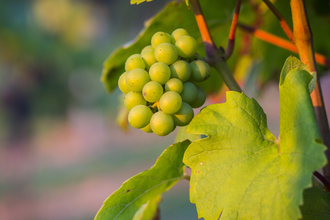 Weingut Albrecht-Gurrath | © © Heilbronn Marketing GmbH/Timo Haberl