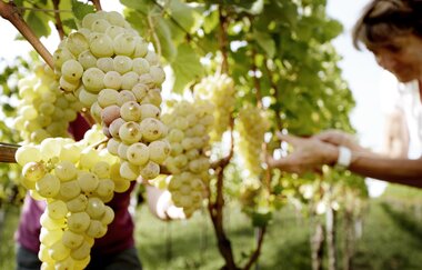 Weingut Alexander Becker | © Weingut Becker Malsch