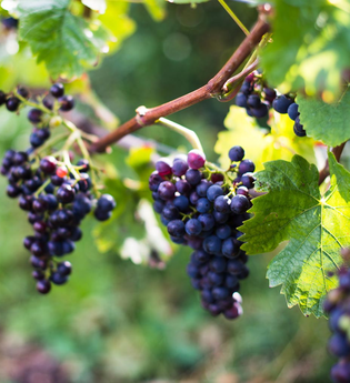 Weingut am Wilfensee Stefan Benz