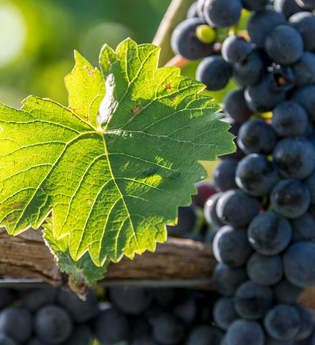 Rote Weintrauben am Rebstock | © TMBW