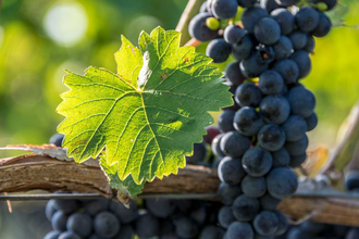 Rote Weintrauben am Rebstock | © TMBW