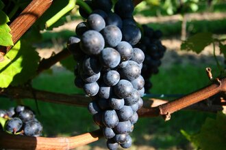 Weingut Brodt 