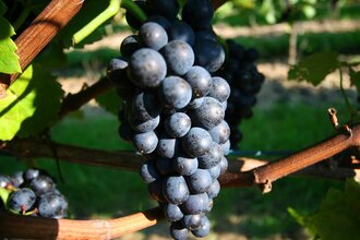 Weingut Brodt 