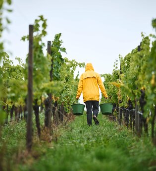 Das Bild zeigt eine Person mit gelber Regenjacke, die zwei grüne Eimer in den Händen trägt und durch eine Rebzeile schreitet. Das Wetter ist trüb, der Boden feucht – ein typischer Tag während der Weinlese im Herbst. Die Szene wirkt ruhig, fast meditativ, | © Tourimia Tourismus GmbH | Stefan Leitner Photography