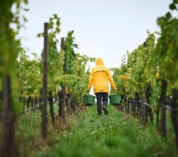 Das Bild zeigt eine Person mit gelber Regenjacke, die zwei grüne Eimer in den Händen trägt und durch eine Rebzeile schreitet. Das Wetter ist trüb, der Boden feucht – ein typischer Tag während der Weinlese im Herbst. Die Szene wirkt ruhig, fast meditativ, | © Tourimia Tourismus GmbH | Stefan Leitner Photography