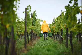 Ein Mensch in gelber Regenjacke bei der Weinlese – mit Eimern unterwegs durch grüne Reben. | © Tourimia Tourismus GmbH | Stefan Leitner Photography
