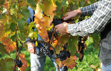 Weingut und Gästehaus Erich Hirth | Obersulm-Willsbach | Weinsberger Tal | © Tourismus im Weinsberger Tal e.V.