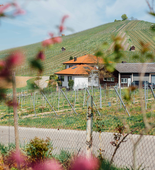 Weingut Fischer Heilbronn | © Heilbronn Marketing GmbH