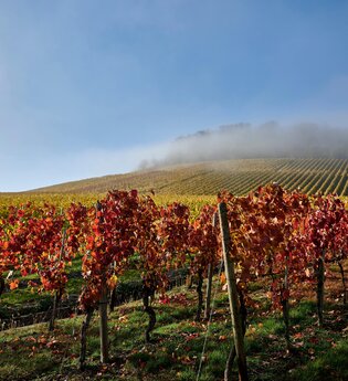 Goldene Reihen, rotes Laub und Nebelschleier: Der Weinherbst zeigt sich von seiner schönsten Seite. | © Kraichgau-Stromberg Tourismus e.V.