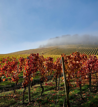 Goldene Reihen, rotes Laub und Nebelschleier: Der Weinherbst zeigt sich von seiner schönsten Seite. | © Kraichgau-Stromberg Tourismus e.V.