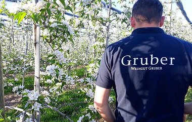 Blüten, Weingut Gruber, Weinreben, Trauben, T-Shirt | © Tourismus Weinsberger Tal e.V.