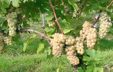Trauben, Weingut Gruber, Rebe, Weinberg | © Tourismus Weinsberger Tal e.V.