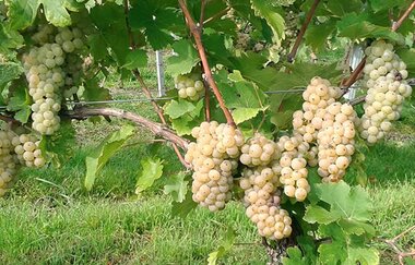 Trauben, Weingut Gruber, Rebe, Weinberg | © Tourismus Weinsberger Tal e.V.