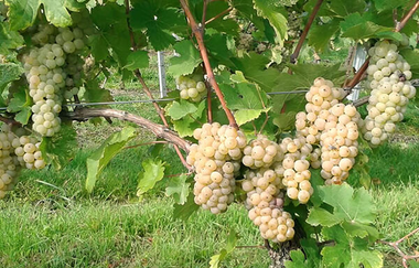 Trauben, Weingut Gruber, Rebe, Weinberg | © Tourismus Weinsberger Tal e.V.