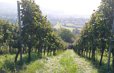 Weinberge, Weinreben, Trauben, Weingut Gruber | © Tourismus Weinsberger Tal e.V.