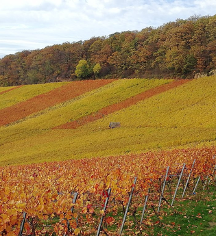 Weingut H.C. Drautz | © © Weingut H. C. Drautz