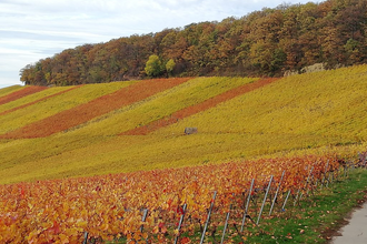 Weingut H.C. Drautz | © © Weingut H. C. Drautz