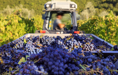 Weingut H.C. Drautz | © © Weingut H. C. Drautz