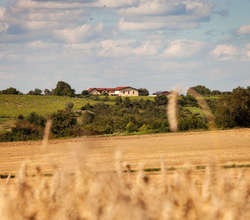 Blick auf den Östringer Hummelberg und das Weingut Honold | © WEINGUT LUDWIG HONOLD