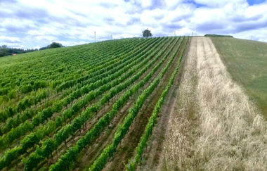 Weingut Kippenhahn in Weinheim | © Weingut Kippenhan