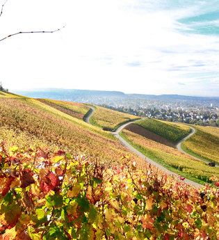 Panorama | © © Weingut Kistenmacher & Hengerer