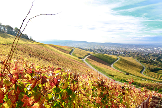 Panorama | © © Weingut Kistenmacher & Hengerer