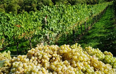Winery Kistenmacher & Hengerer | © © Weingut Kistenmacher & Hengerer