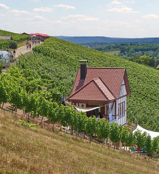 QuerFeldWein | WeinWanderEvent | Erlenbach | HeilbronnerLand | © Tourismus im Weinsberger Tal