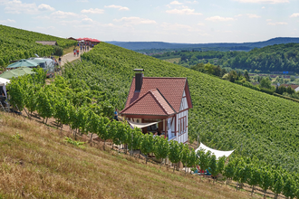 QuerFeldWein | WeinWanderEvent | Erlenbach | HeilbronnerLand | © Tourismus im Weinsberger Tal