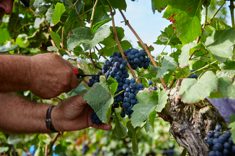 Ein Winzer bei der Traubenlese – Handarbeit im Weinberg für höchste Qualität im Glas. | © Kraichgau-Stromberg Tourismus e.V.