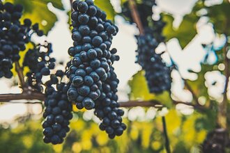 Weingut Max Jäck in Schriesheim | © Weingut Max Jäck Schriesheim