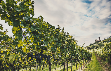 Weingut Max Jäck in Schriesheim | © Weingut Max Jäck Schriesheim