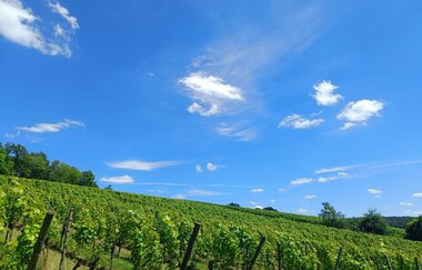 Weingut Nägele-Baden | © Tobias Nägele