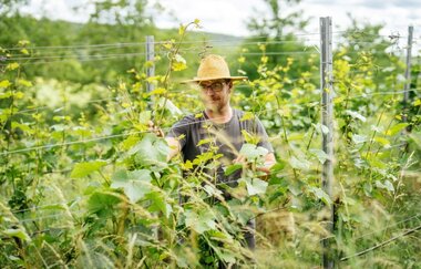 Winzer im Weinberg