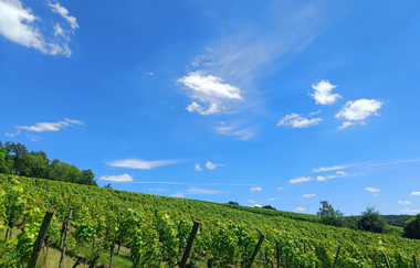 Weingut Nägele-Baden | © Tobias Nägele