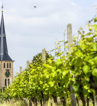 Weingut Rainer Bauer Talheim