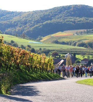 Weinführung durch den Weinberg | © Touristikgemeinschaft Hohenlohe e. V. | Weingut Schluchter