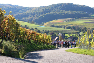 Weinführung durch den Weinberg | © Touristikgemeinschaft Hohenlohe e. V. | Weingut Schluchter
