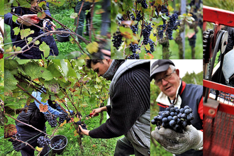 Weingut Seeger | © Weingut Seeger