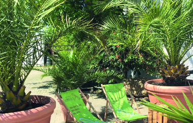 Liegestühle unter Palmen