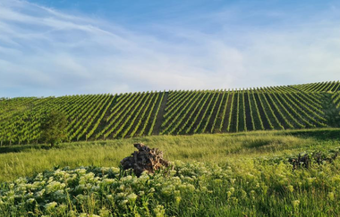 Weinberg Weingut Sommer | © Weingut Sommer
