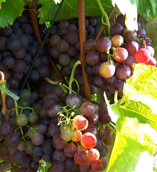 Weingut Steinbachhof | © SMG