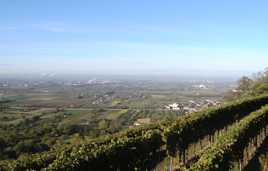 Weingut Teutsch in Hirschberg-Leutershausen | © Weingut Teutsch Hirschberg