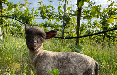 Lamm im Weinberg | BioWeingut Weinreuter | HeilbronnerLand | © BioWeingut Weinreuter
