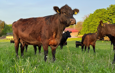 Rinder beim BioWeingut Weinreuter |HeilbronnerLand | © BioWeingut Weinreuter