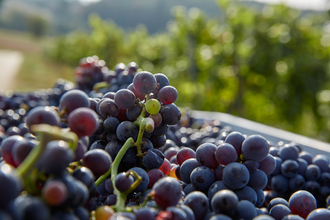 Frisch geerntete, pralle Trauben – ein Vorgeschmack auf den neuen Jahrgang aus dem Land der 1000 Hügel. | © Kraichgau-Stromberg Tourismus e.V.