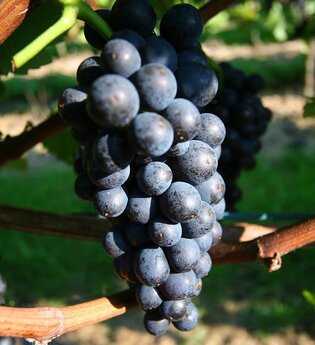 Weingut Weininger