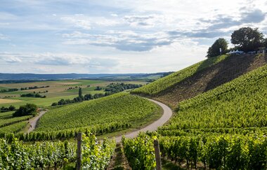 Weinberge in Brackenheim | © Geronimo Schmidt