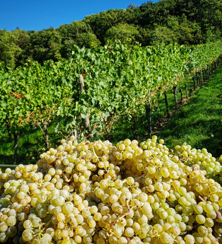 Weinhaus Kießling | © © Weingut Kistenmacher & Hengerer